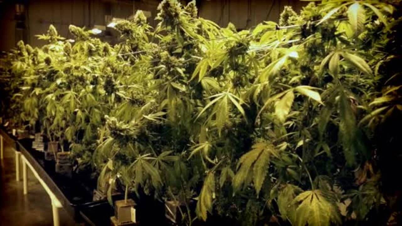 Legal marijuana isn’t the reason some car insurance rates are high