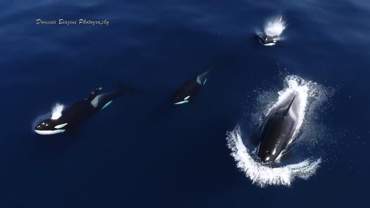 Stunning drone video captures killer whales swimming off the coast of San Diego