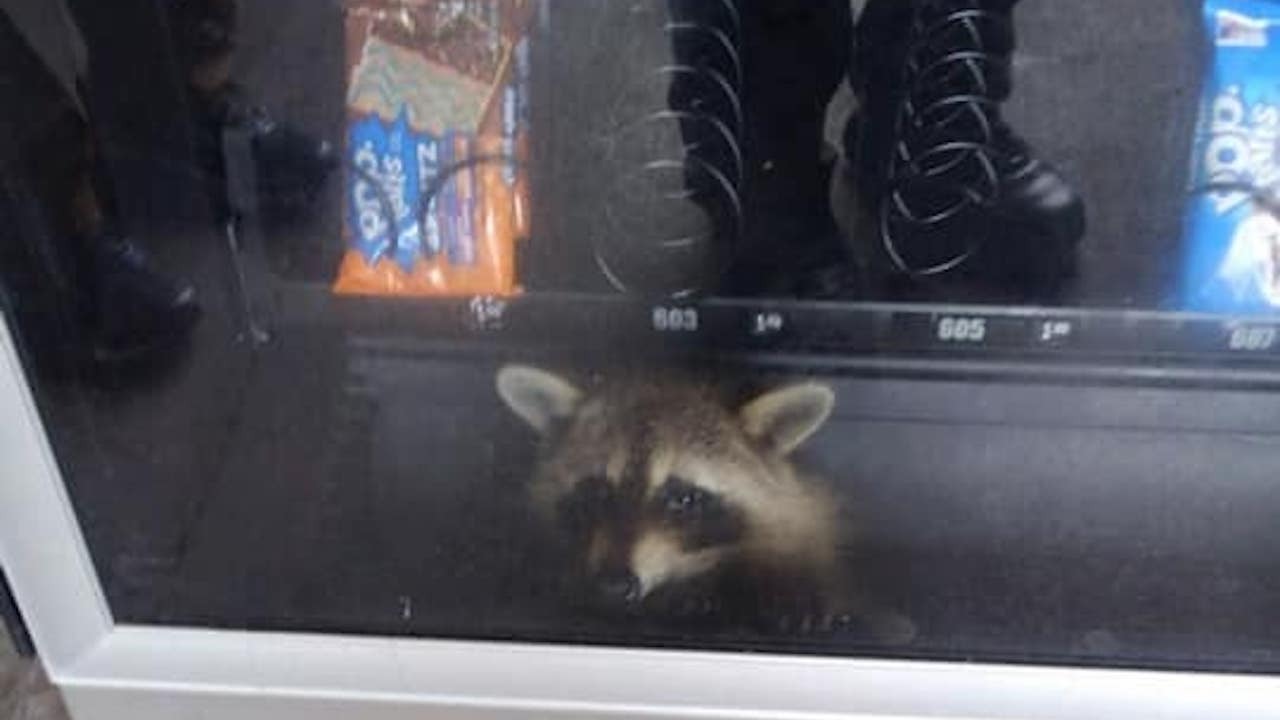 Raccoon freed from snack vending machine