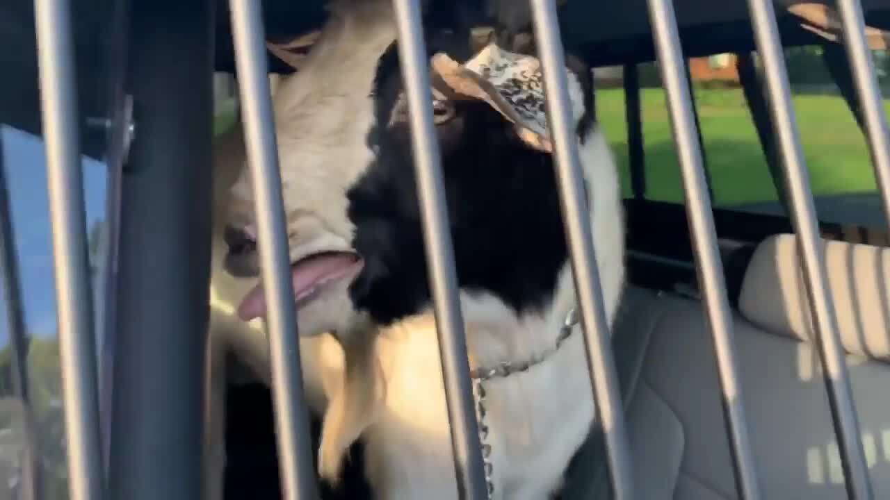 Alabama police officer creates ‘Old Town Road’ remix with ‘goats in the back’