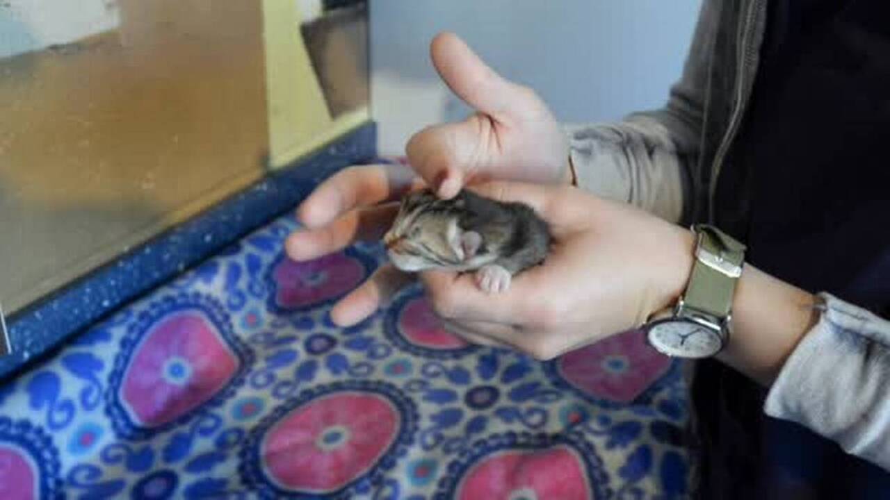 Charlotte’s first nursery for kittens is opening, and it needs your help