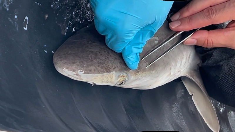 UNC researchers say gel from shark heads may inspire future antibiotics