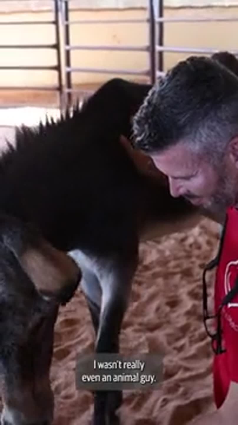 Rescue to recovery: Oscar's Place opens nation's first and only donkey hospital