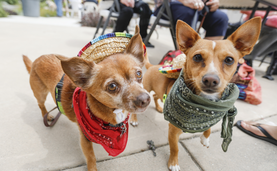Chihuahua de Mayo party held at Woods Human Society
