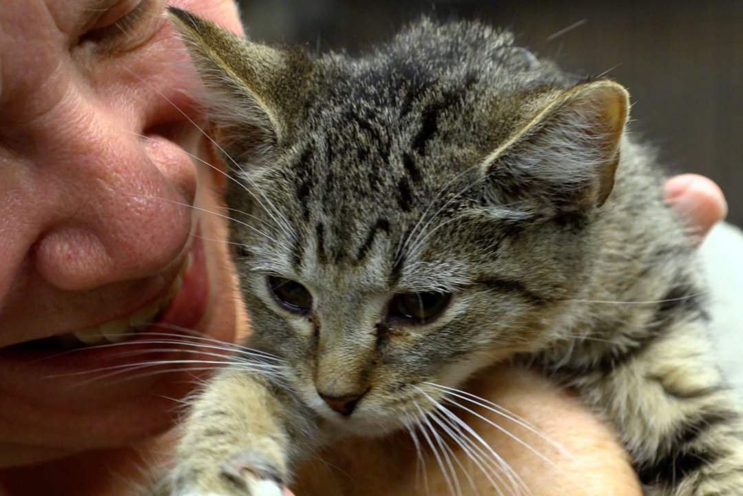 From Columbus Co. to Columbus: How to help Florence’s animal evacuees at PAWS Humane