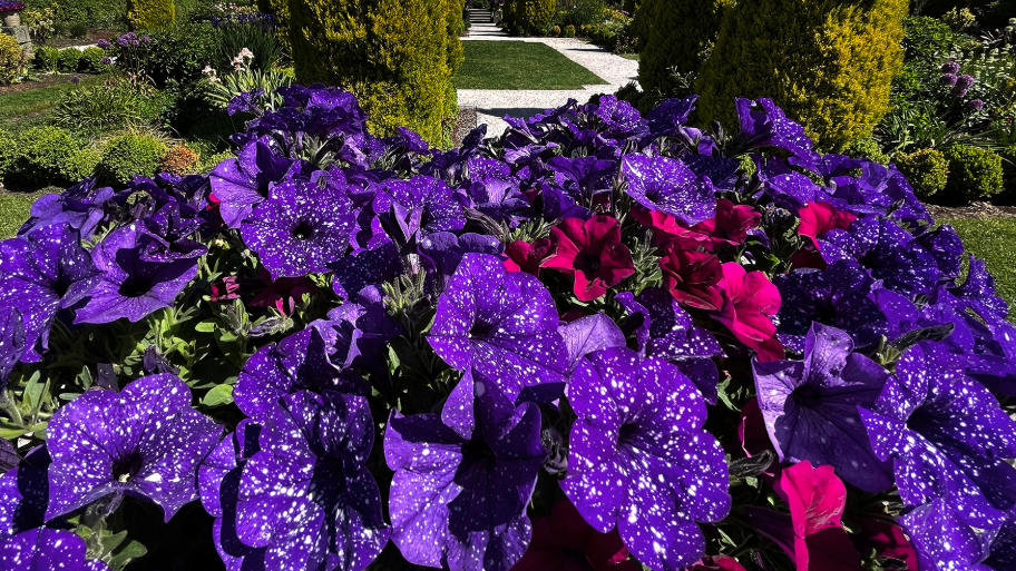 ‘There’s nothing else like this’: Take a look at the Capitol Campus gardens in full bloom