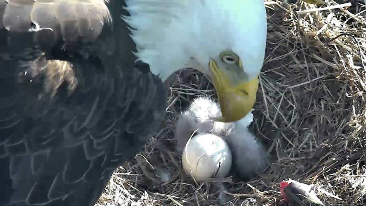 First of two bald eagle eggs hatches on live stream