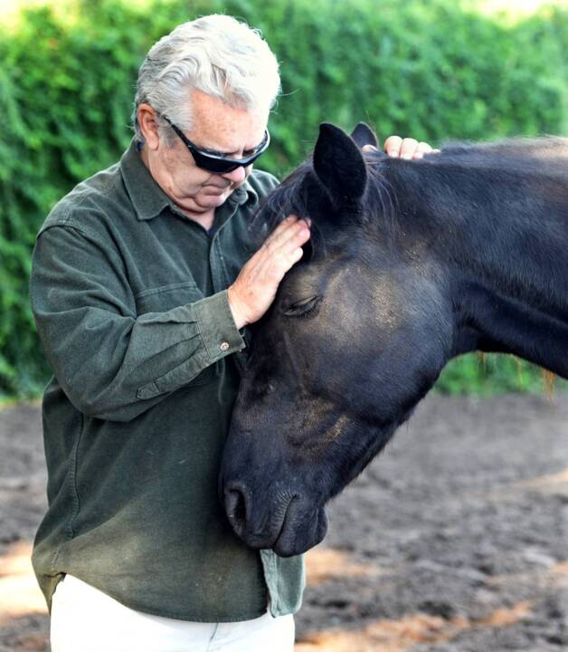 Veterans find peace and calm working with retired race horses