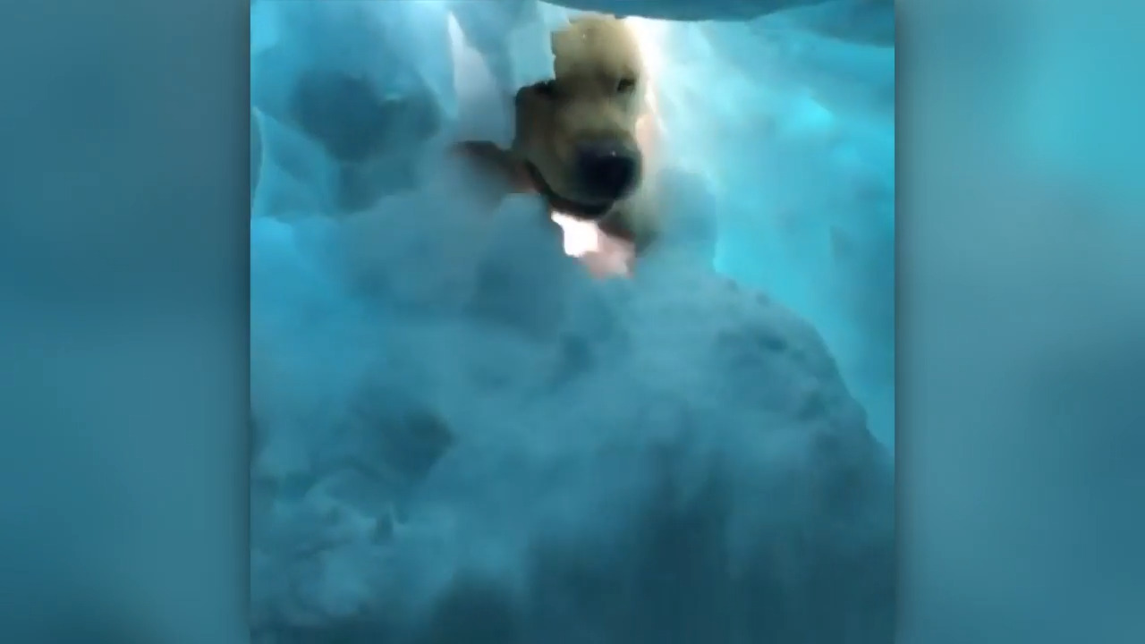 Dog trains for avalanche rescue by playing “hide and seek” with buried patroller