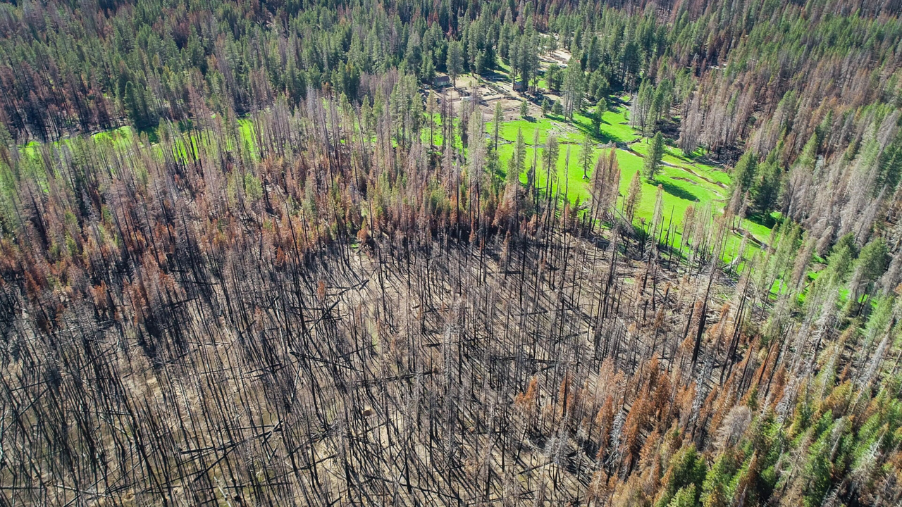 Sierra ‘oasis’ surrounded by Creek Fire burn has a message: We all failed the forest