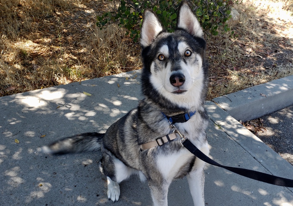 Pet Tales: Utah the athletic husky is looking for a forever home