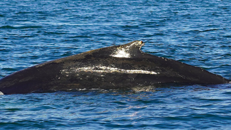 Humpback whale spotted feeding off of Holden Beach, NC