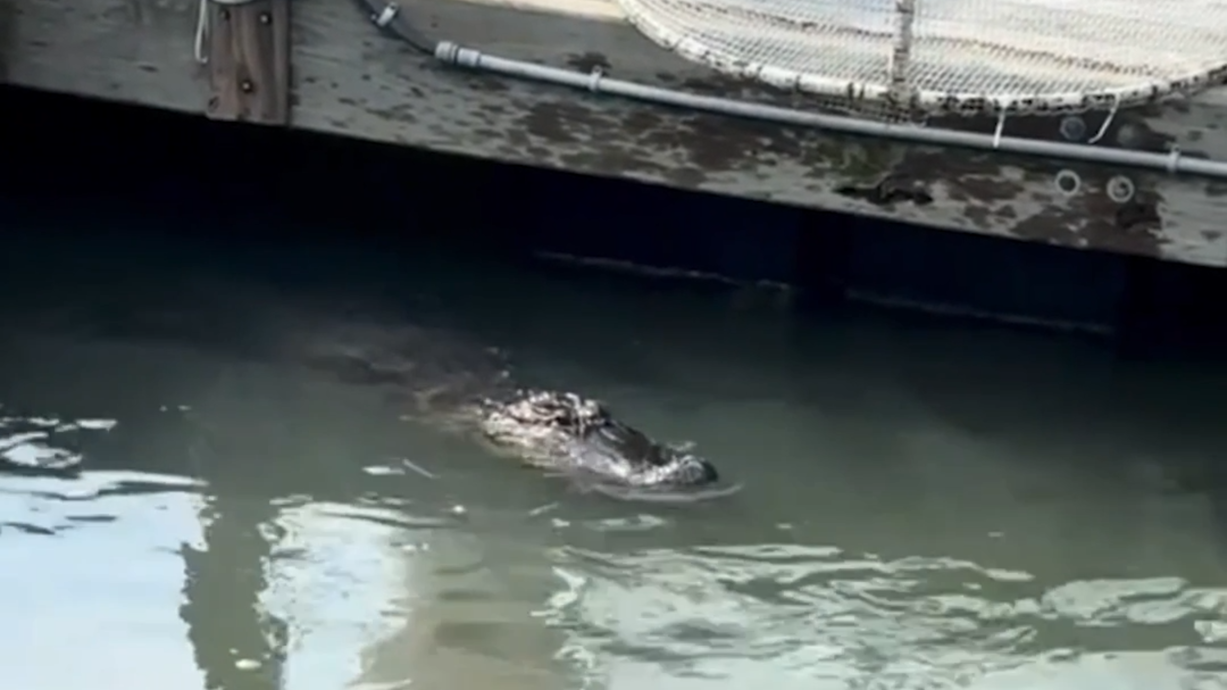 TikTok video goes viral of sharks and an alligator in Hilton Head creek