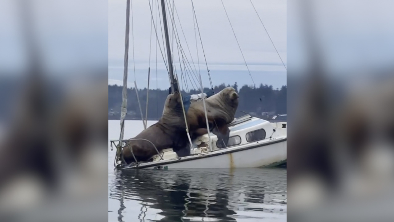 Huge sea lions almost more than this boat can handle in waters near Olympia