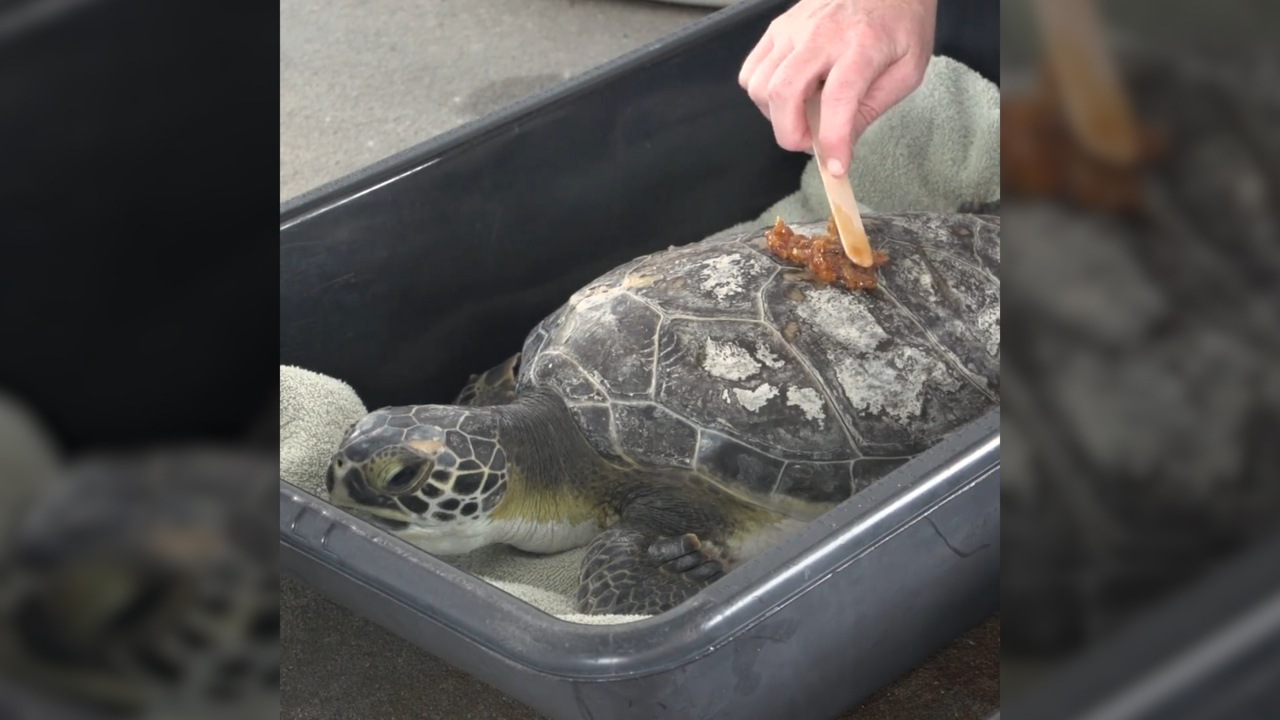 Florida zoo is slathering honey on injured sea turtles as treatment