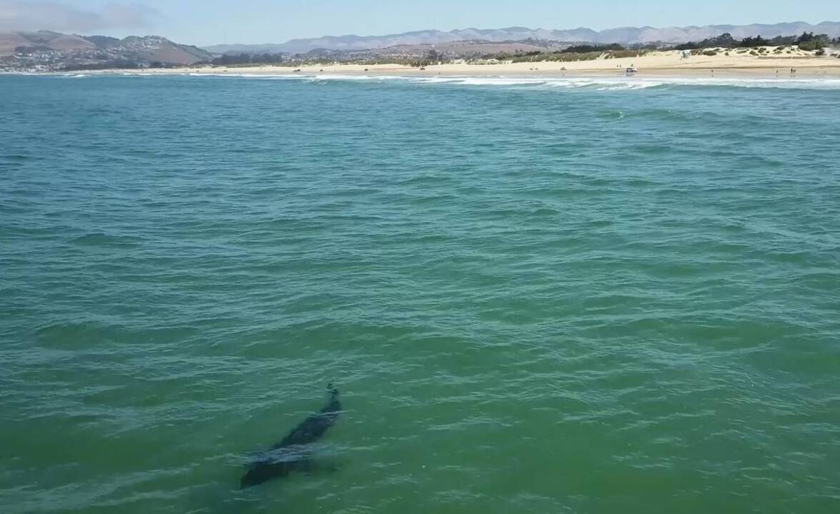 Drone video shows large shark swimming near Oceano