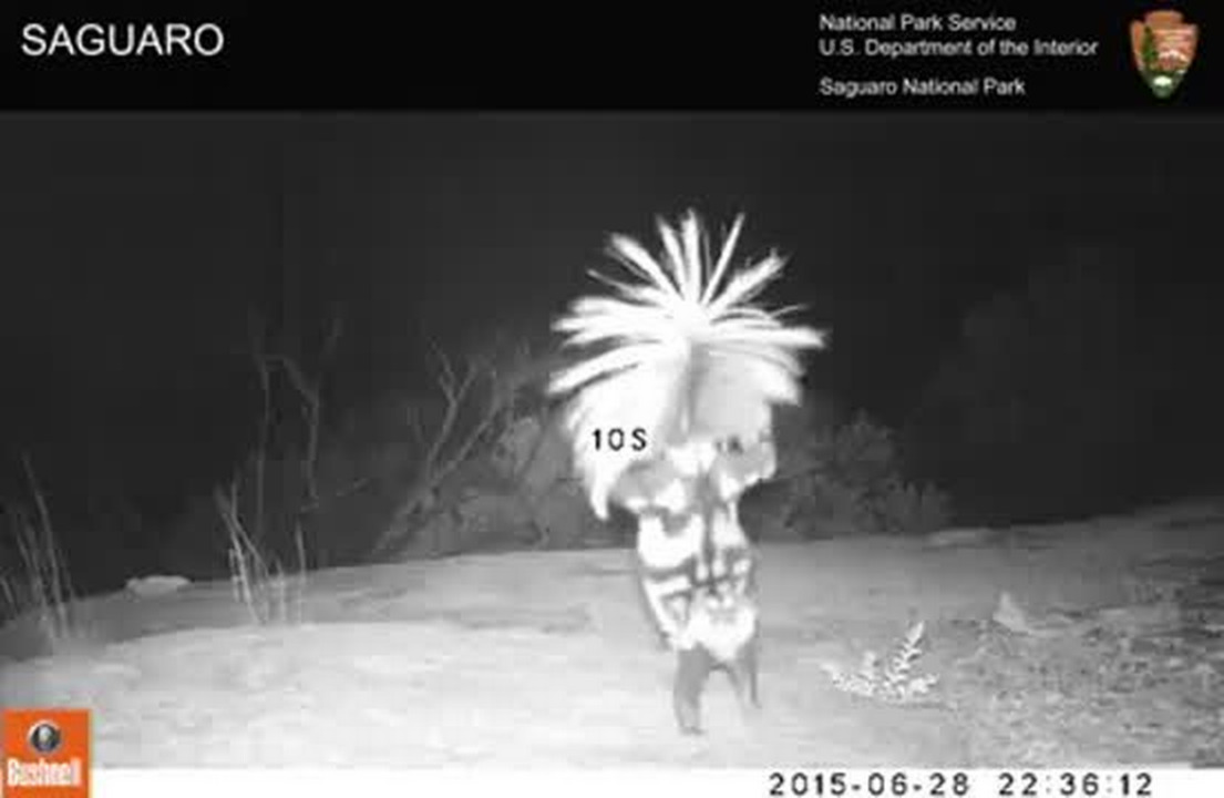 Video: Why is this spotted skunk doing a handstand?