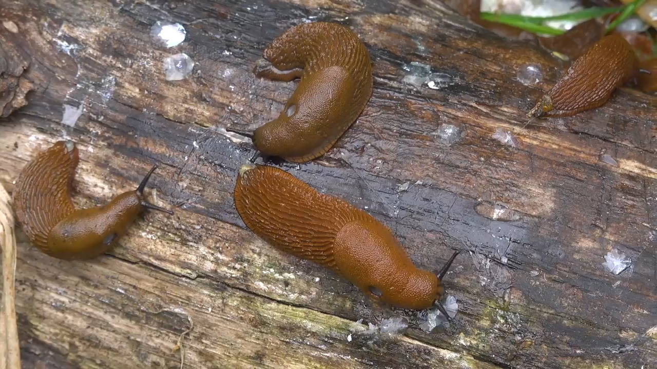 How to keep slugs out of your garden