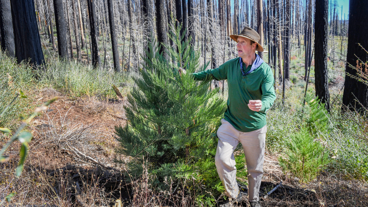 Severe fire can be good for giant sequoias. The ‘hopeful’ new research – and a giant debate