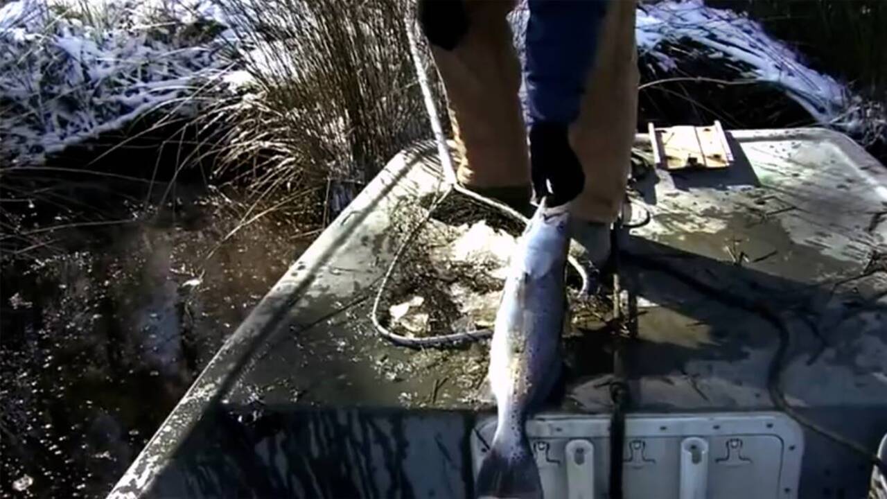 How cold was it in January? Bad enough to kill a lot of fish.