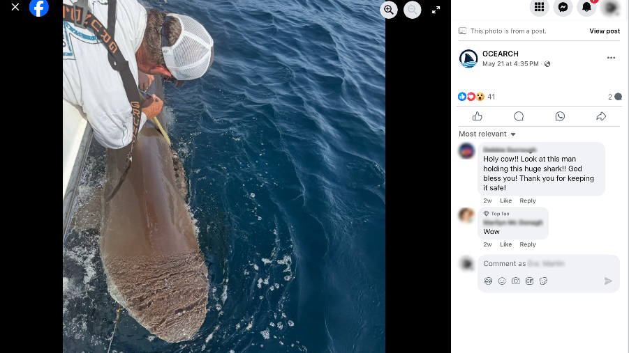 Video of shark tagged off coast of Florida pings in South Carolina waters weeks later