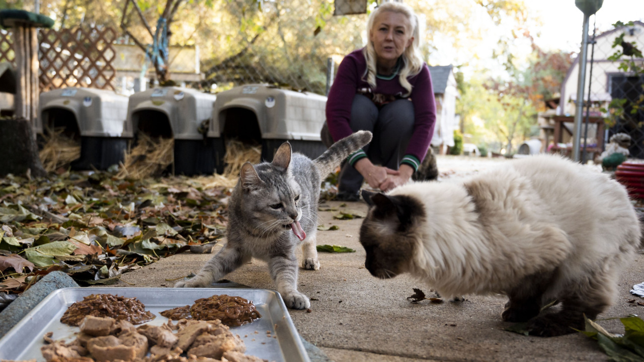 Book of Dreams: Fat Kitty City sanctuary helps cats live out their lives with dignity