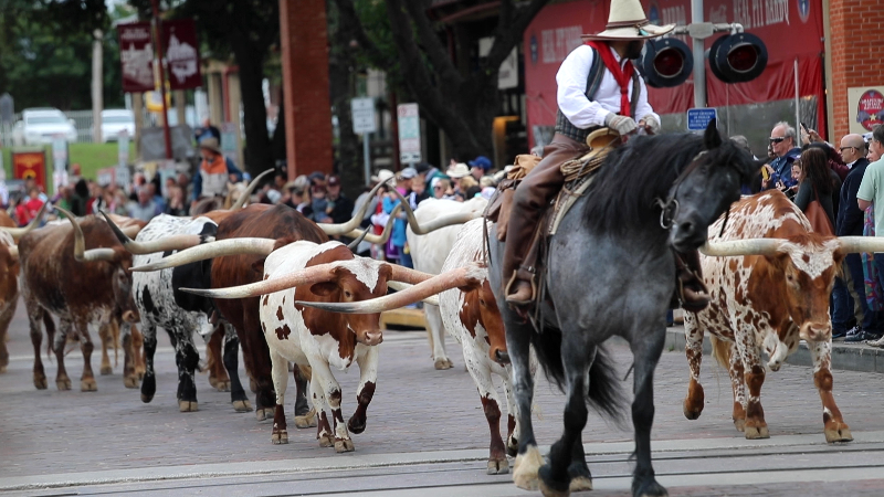 Stockyards cattle drives bring Fort Worth history to life. What goes into being a drover?