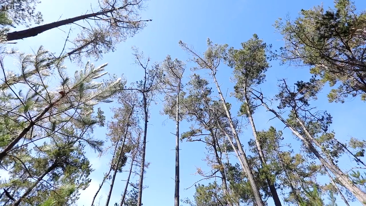 Are Cambria’s pines in danger? Experts fight to heal forest amid drought, diseases