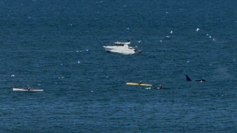 Bellingham resident films orcas swimming near kayakers in Bellingham Bay