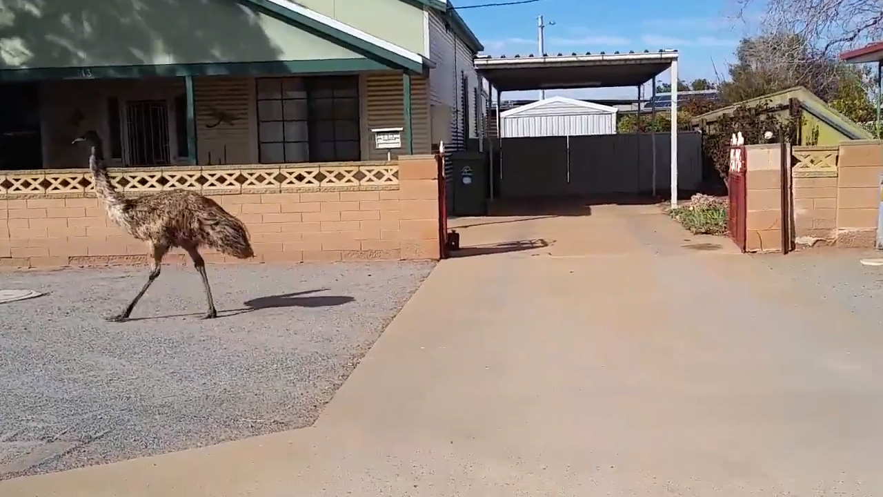 Thirsty emus invade town to escape New South Wales drought