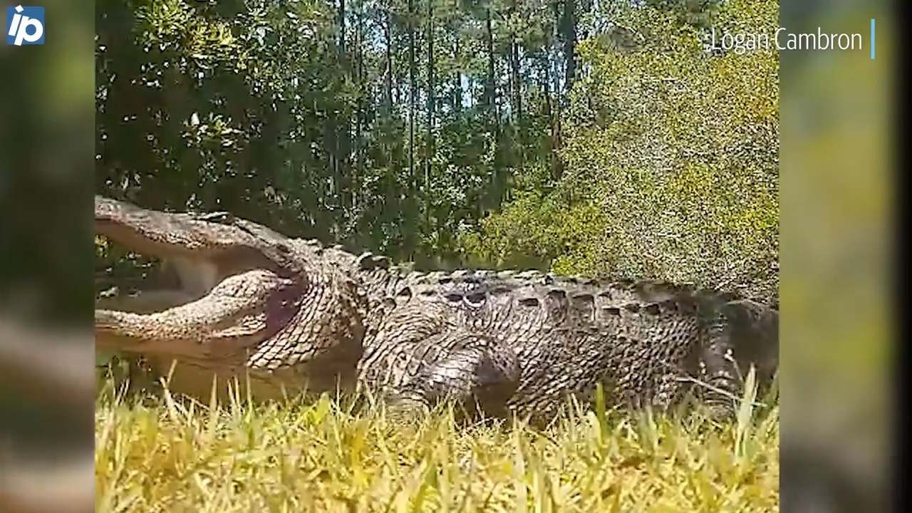 Is Hilton Head Plantation allowed to relocate gators as it's done for decades?