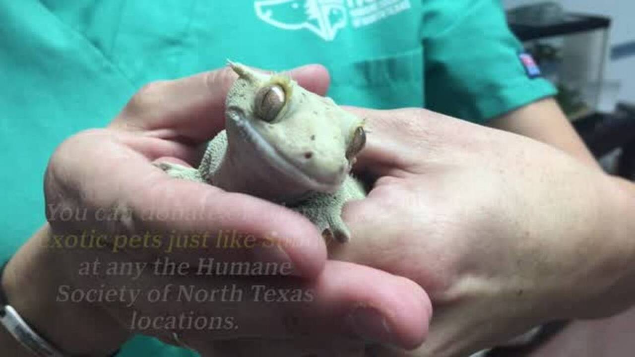 Want an exotic pet in Fort Worth? The Humane Society of North Texas has you covered