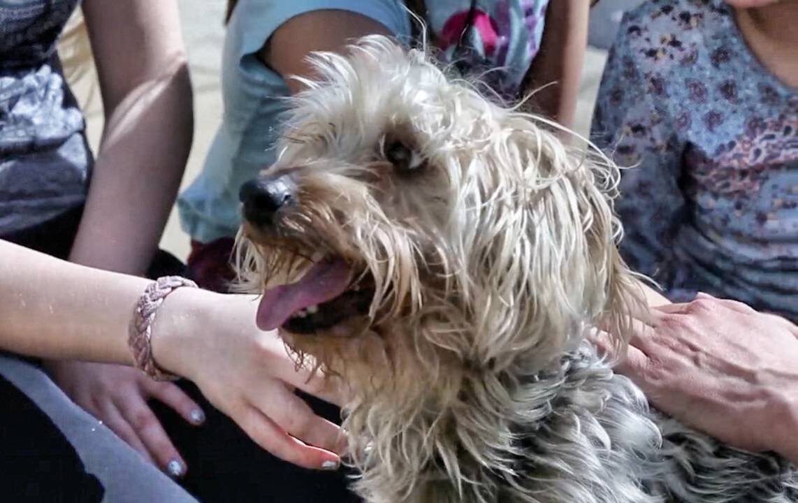 Family reunited with lost dog