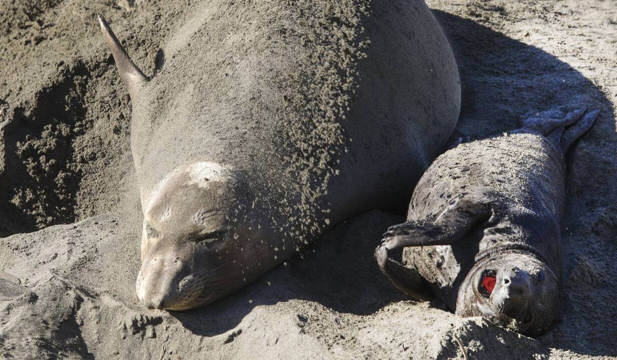 Elephant seal pups prepare to embark on their first ocean journeys