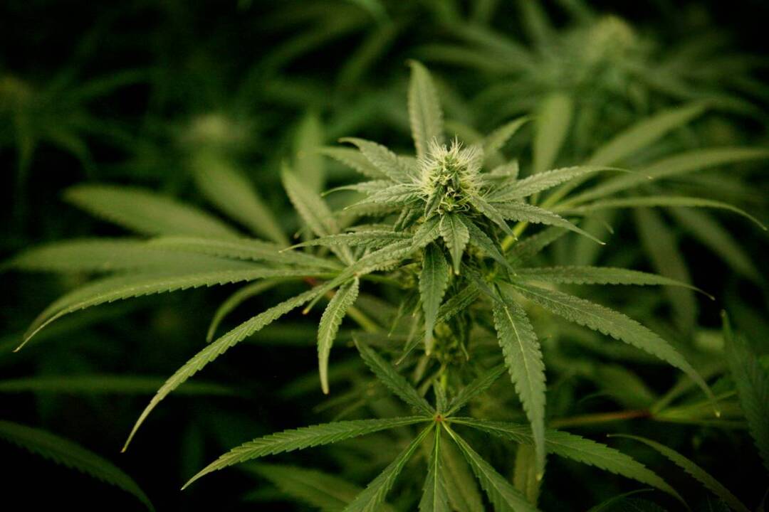 Here’s how marijuana legalization would work in California