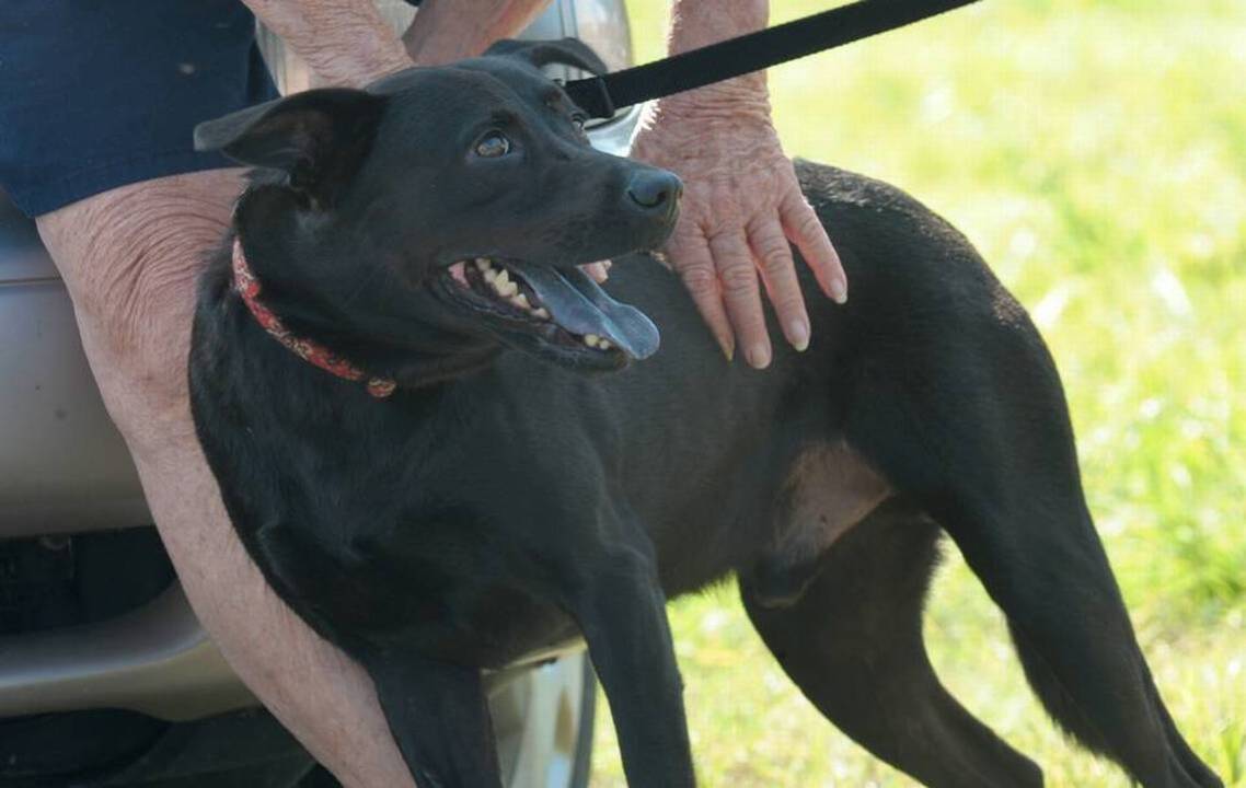 Ruling in Padi the dog case in Bradenton could come in 2 weeks