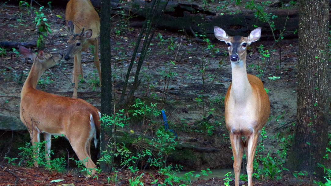‘Sweet Girls’ bring daily joy to Columbus resident’s backyard