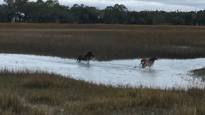 Wild marsh ponies crossing a stream on St. Helena Island, S.C. in 2023