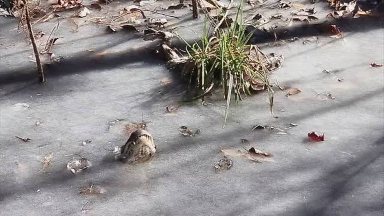 Well, this is creepy. Video shows how alligators survive in a frozen pond