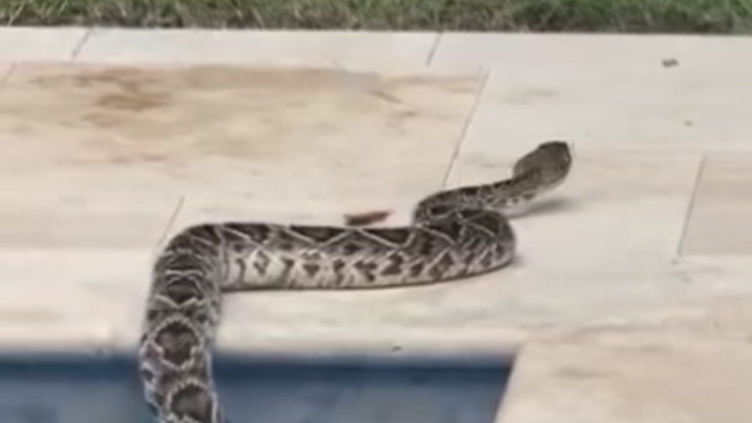 Rattlesnake swims the length of a Hilton Head Island pool
