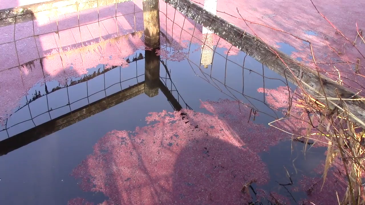 Scudder Pond is rusty-pink because of Azolla in the water | Bellingham ...