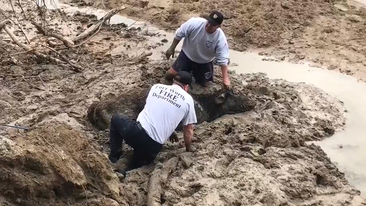 Texas firefighters rescue calf stuck in mud | Fort Worth Star-Telegram