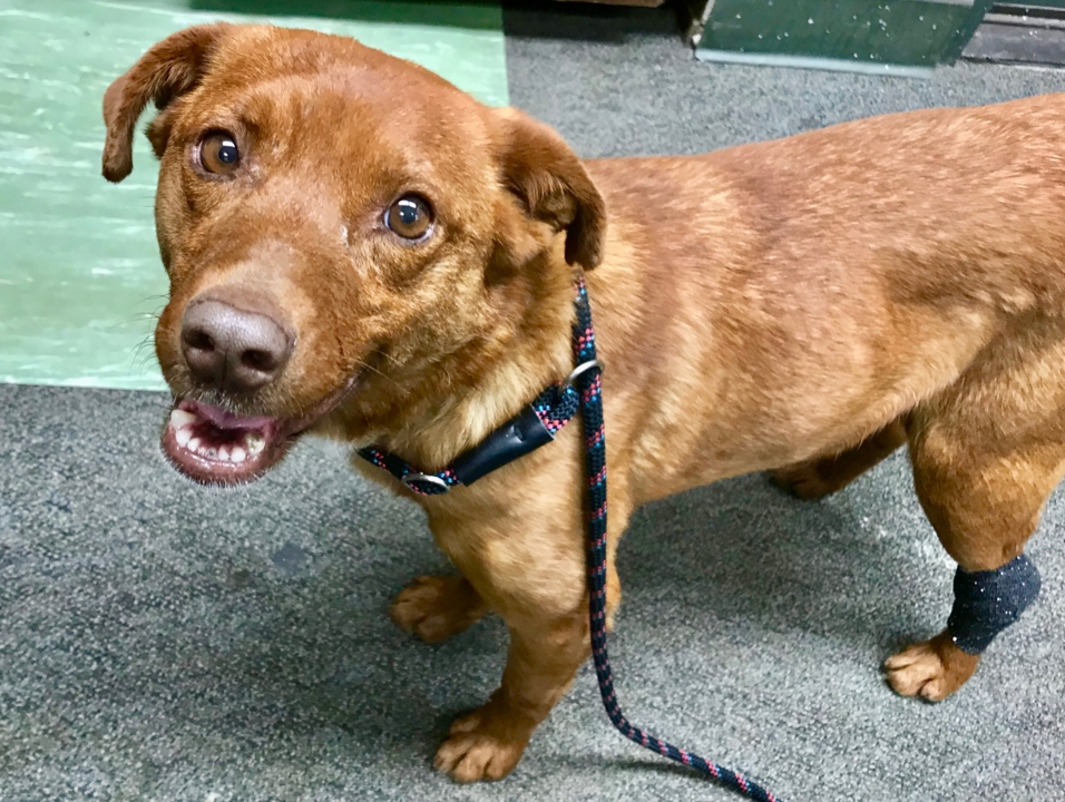 Buddy the terrier loves people — and he’s looking for a forever home
