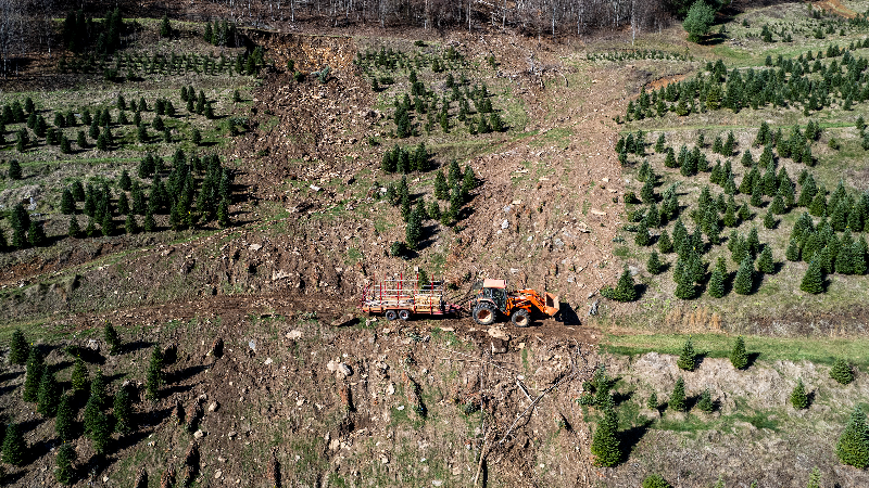 NC Christmas tree growers hope for a brighter season a year after Hurricane Helene