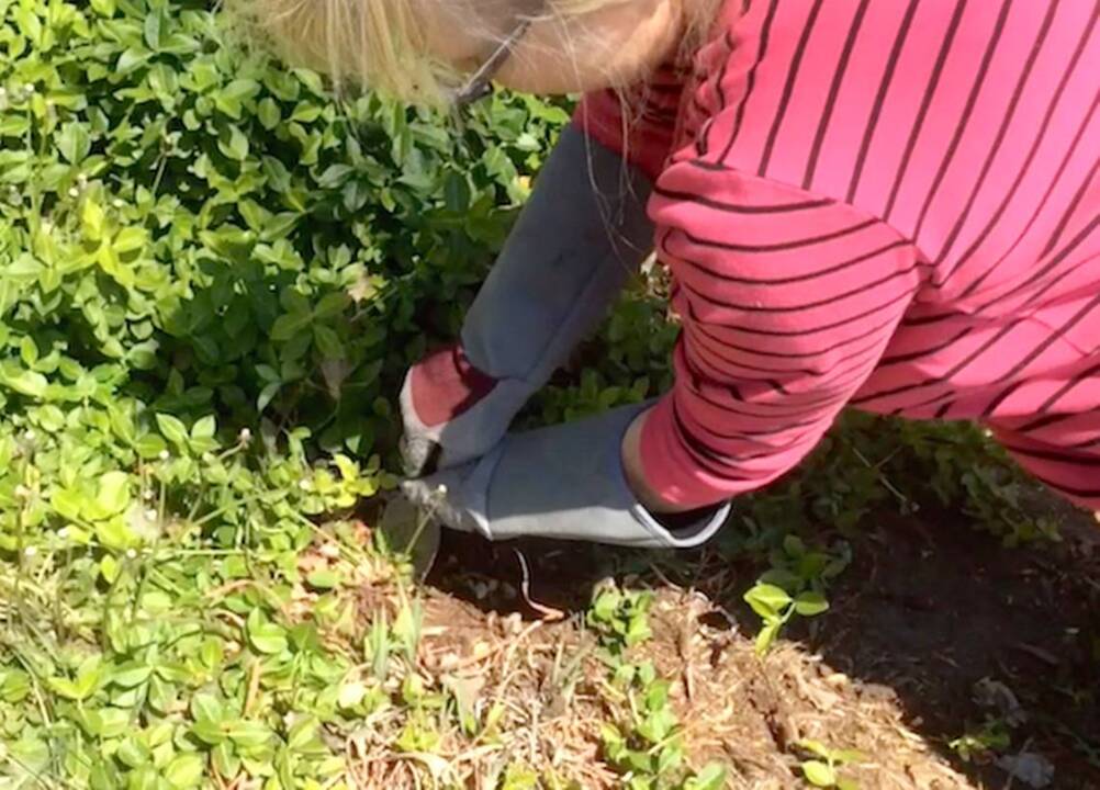 How to dig up dandelions