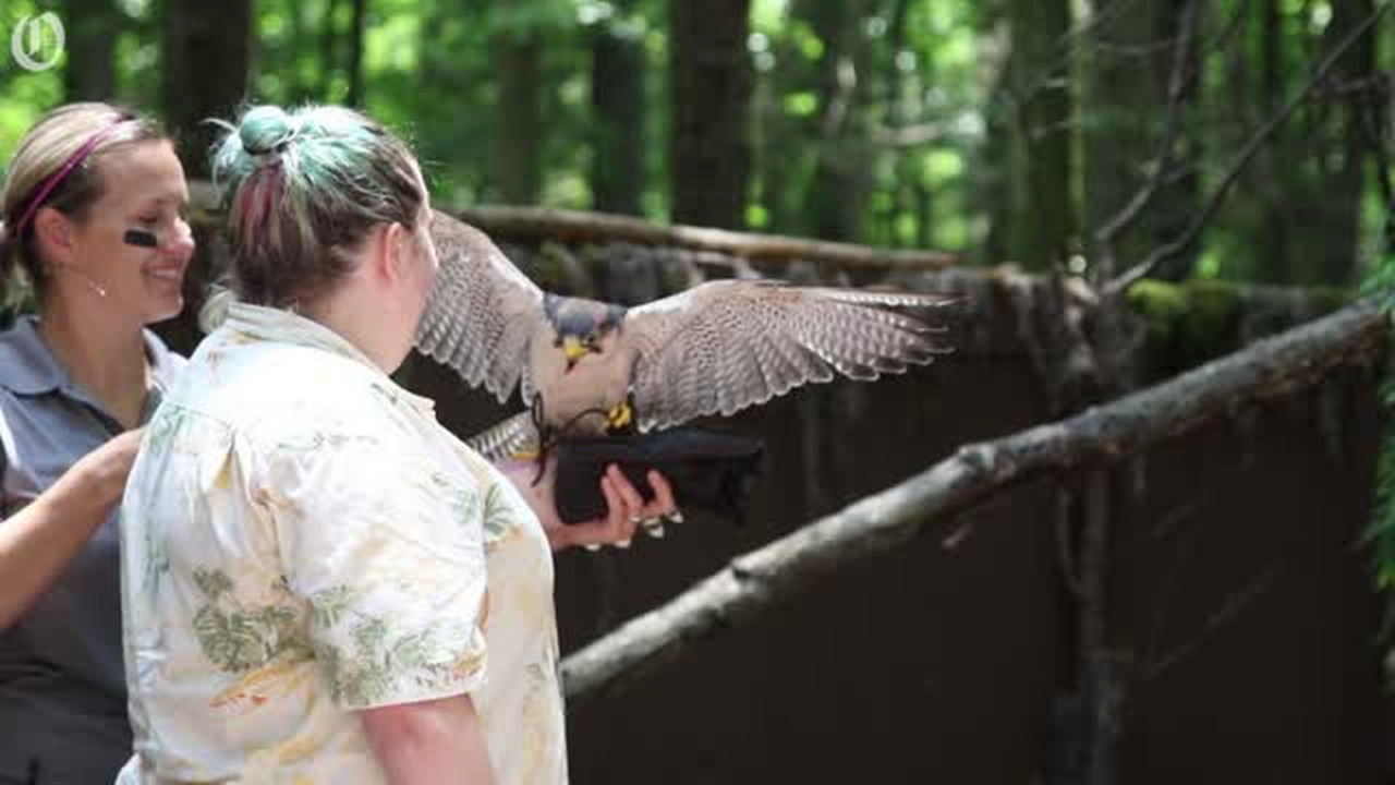 From falcons to owls, birds of prey fly in weekly Raptor Center show