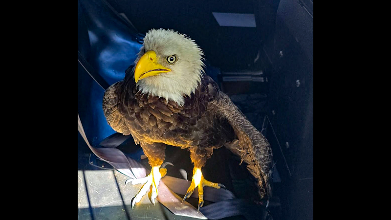 Video shows Bradenton police assist bald eagle rescue