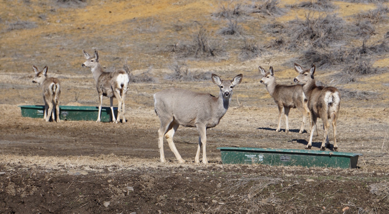 A deer gets stuck in a fence. Who ya gonna call? These guys.