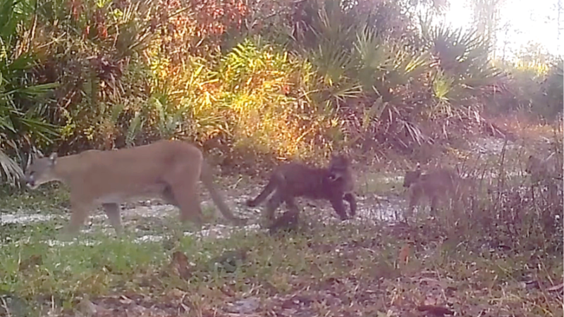 Watch these Florida panther kittens and their mother