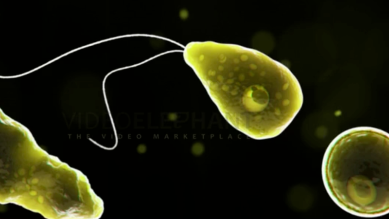 Expert explains risks of brain-eating amoeba naegleria fowleri